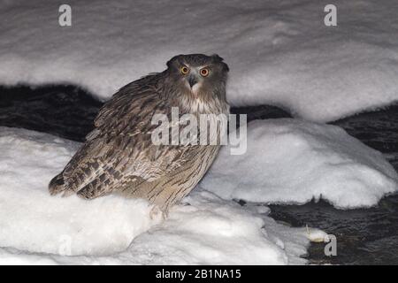 Gufo di pesce dei blakistons (Bubo blakistoni), in una riva d'inverno, Giappone, Hokkaido, Rausu Foto Stock