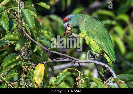 Amazzonia Festiva del Nord (Amazona festa bodini, Amazona bodini), mangiare frutta, Suedamerika Foto Stock