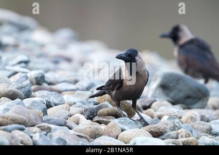 Corvus splendens, corvi casa sulla costa, Oman Foto Stock