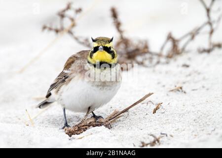 Lardo cornuto, lardo cornuto (Eremophila alpestris flava, Eremophila flava), foraging sul terreno in inverno, vista frontale, Germania Foto Stock