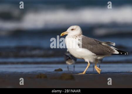 Gabbiano Siberiano, gabbiano a gabbiano Lesser Black, gabbiano Heuglin (Larus fuscus heuglini, Larus heuglini), adulto sulla spiaggia, Oman Foto Stock