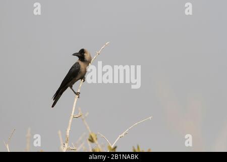 Corvus splendens, perches su un ramoscello e guardando indietro, vista laterale, Oman Foto Stock