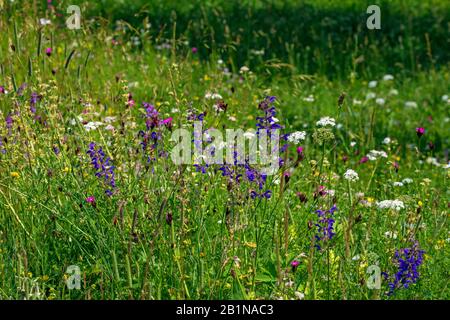 Prato clary, salvia prato (Salvia pratensis), fiori colorati di erba nutritiva povera a Isar dike, Germania, Baviera, Oberbayern, alta Baviera, Moosburg Foto Stock