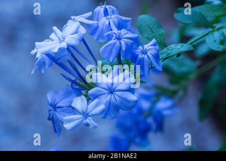 Plumbago pianta e fiore Foto Stock