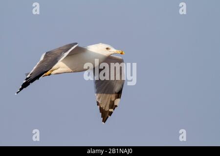 Gabbiano Siberiano, gabbiano a sostegno di Kola Lesser Black, gabbiano di Heuglin (Larus fuscus heuglini, Larus heuglini), in volo, Oman Foto Stock