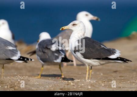Gabbiano Siberiano, gabbiano a dorso di Kola Malmo, gabbiano di Heuglin (Larus fuscus heuglini, Larus heuglini), uccello adulto sulla spiaggia, vista laterale, Oman Foto Stock
