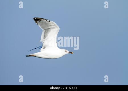 Gabbiano Siberiano, gabbiano a sostegno di Kola Lesser Black, gabbiano di Heuglin (Larus fuscus heuglini, Larus heuglini), in volo, Oman Foto Stock