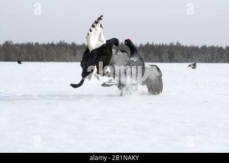 Black grouse (Lyrurus tetrix, Tetrao tetrix), due maschi combattenti, Finlandia, Ruukki Foto Stock