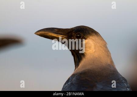 Corvus splendens, ritratto, sguardo laterale, Oman Foto Stock