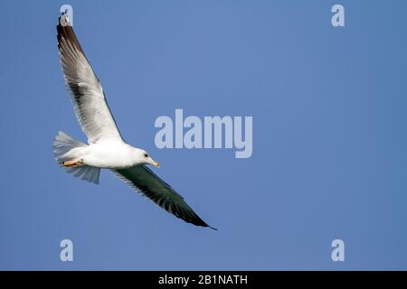 Gabbiano Siberiano, gabbiano a sostegno di Kola Lesser Black, gabbiano di Heuglin (Larus fuscus heuglini, Larus heuglini), in volo, Oman Foto Stock