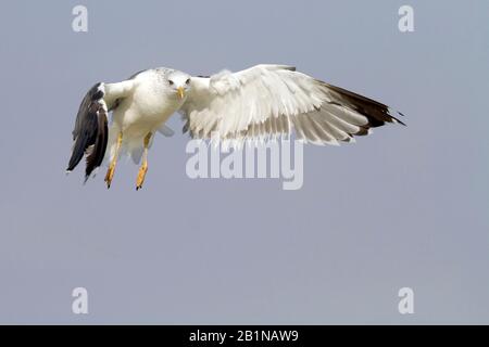 Gabbiano Siberiano, gabbiano a sostegno di Kola Lesser Black, gabbiano di Heuglin (Larus fuscus heuglini, Larus heuglini), in volo, Oman Foto Stock