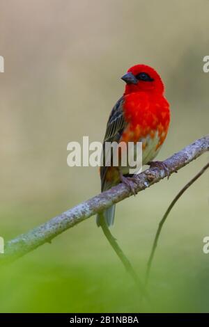 Madagascan fody rosso (Foudia madagascariensis), seduto su un ramo, Madagascar Foto Stock