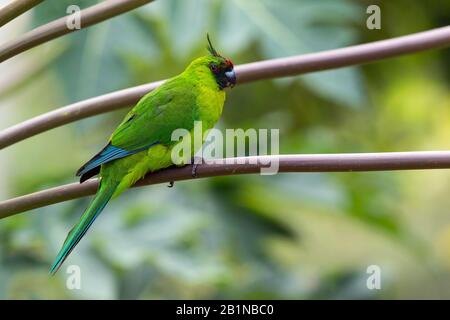 Il parrocchetto cornuto (Eunymphicus cornutus uvaeensis, Eunymphicus uveensis), endemico in via di estinzione dell'isola Di Uvea, Nuova Caledonia, Loyalty Islands, Ouvea Foto Stock