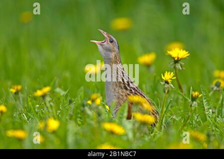 Crake di mais, corncrake (Crex crex), chiama in un prato di dente di leone, Finlandia Foto Stock