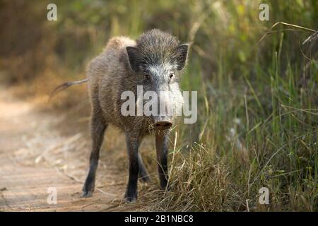 Cinghiale, maiale, cinghiale (Sus scrofa), cinghiale giovane su un sentiero forestale, India Foto Stock