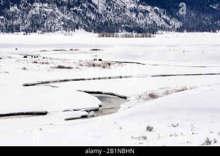 Bisonte americano, bufalo (bisonte di bisonte), bufali in un paesaggio innevato, Stati Uniti, Wyoming, Parco Nazionale di Yellowstone, Lamar Valley Foto Stock