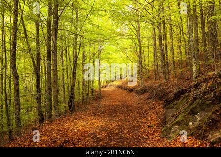 Il Faias de São Lourenço è una rinomata foresta di faggi a Serra da Estrela (Portogallo) per i suoi colori autunnali Foto Stock