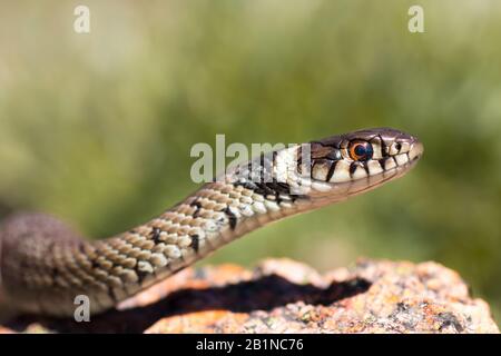 Un serpente d'erba giovanile (Natrix natrix), noto anche come serpente d'acqua, con il caratteristico collare. Questo esemplare è stato fotografato a Porto, Portogallo. Foto Stock