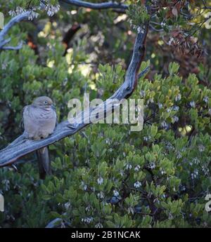 Lutto dove Bird in Arizona Inverno seduto su un ramo Manzanita Foto Stock