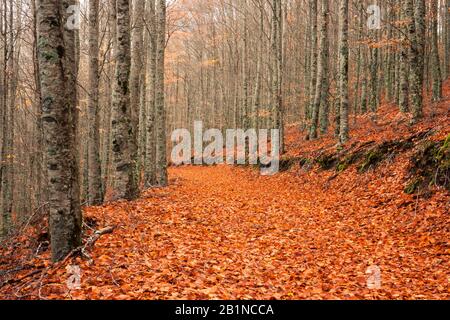 Il Faias de São Lourenço è una rinomata foresta di faggi a Serra da Estrela (Portogallo) per i suoi colori autunnali Foto Stock