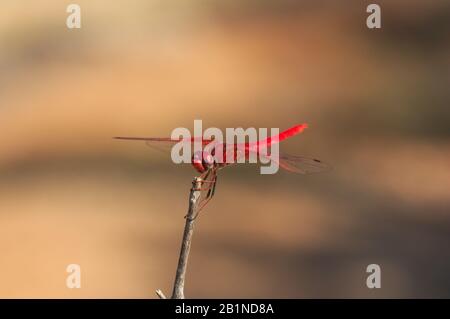 Immagine di una freccia rossa libellula (Sympetrum striolatum) di colore rosso che è appollaiato su un ramo asciutto. Lo sfondo che è fuori fuoco è terroso Foto Stock