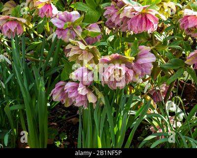 Bella rosa Hellebore fiori in un giardino in fine inverno Foto Stock