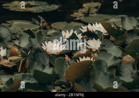 Fiorire gigli bianchi d'acqua di loto crescono sul lago in piena fioritura all'aria aperta in un ambiente naturale, rare piante fiorite Foto Stock