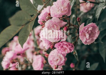 piccole rose rosa cespuglio crescono su un albero verde, in foglie verdi sulla natura Foto Stock