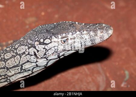 Goanna si riferisce ad alcune specie del genere Varanus che si trova in Australia e nel sud-est asiatico. Spesso mangiato da aborginals Foto Stock