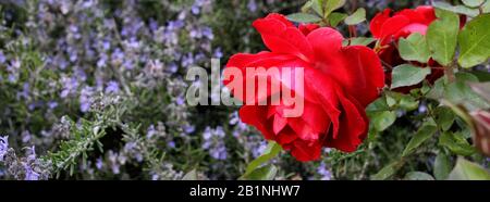 Un banner di dimensioni computer mostra una rosa rossa che cresce insieme ai fiori viola chiaro del rosmarino. Foto Stock