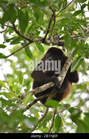 Scimmia di Howler Manled nella foresta pluviale di Costa Rica Foto Stock