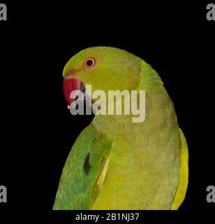 parakeet pappagallo tutto verde Foto Stock