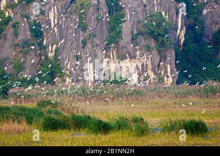 Bellissimo paesaggio naturale bello all'interno della riserva naturale di Van Long, Vietnam. Foto Stock