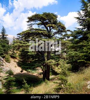 Albero relativamente giovane nella foresta di cedro sopra Bsharri (Bcharre) e la valle di Qadisha, Libano. I cedri di Dio sono patrimonio dell'umanità dell'UNESCO. Foto Stock