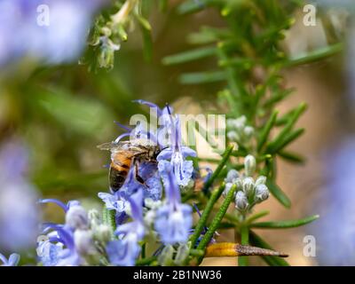 Un'ape spolverata di polline su fiori di rosmarino di lavanda Foto Stock