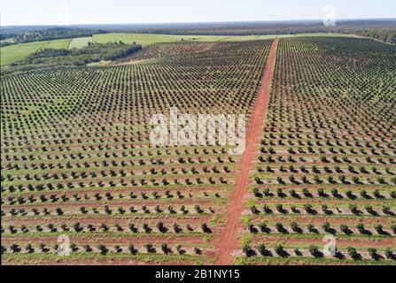 Foto aerea di sfondo della piantagione di alberi di macadamia a Childers Queensland Australia Foto Stock