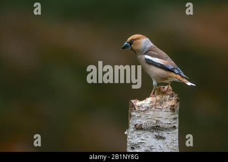 Bel maschio Hawfinch (Coccodthraustes coccothraustes) su un ramo nella foresta di Noord Brabant nei Paesi Bassi. Foto Stock