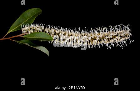 Grevillea bailieyana, comunemente conosciuta come quercia bianca, è un albero della famiglia Proteaceae che è nativo delle foreste pluviali del Queensland nord-orientale in Aus Foto Stock