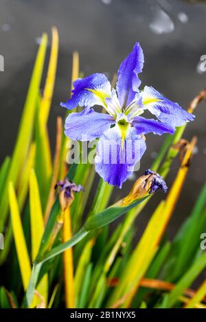 Iris è un genere di 260–300 specie di piante da fiore con fiori di fiore. Prende il suo nome dalla parola greca per un arcobaleno, Foto Stock