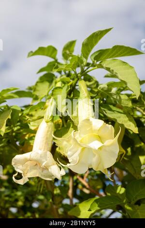 Brugmansia è un genere di sette specie di piante da fiore nella famiglia delle solanacee. Essi sono woody alberi o arbusti, con fiori penduli e hanno Foto Stock
