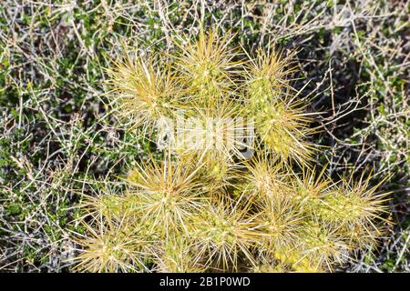 Il salto cholla cactus cresce circondato da cespuglio di creosoto. Foto Stock