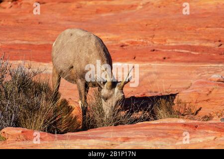 Pecora bighorn del deserto, ovis canadensis nelsoni, nutrite su cespugli di creosoto sul paesaggio roccioso e desertico del Valley of Fire state Park. L'animale è l'o Foto Stock