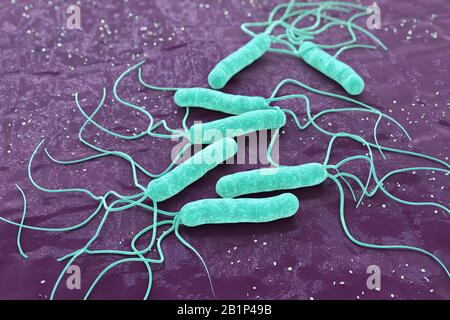Batterio, Helicobacter pylori, rendering 3d. Foto Stock