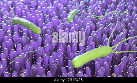 Batterio, Helicobacter pylori, rendering 3d, Batterio, Helicobacter pylori, rendering 3d. Foto Stock