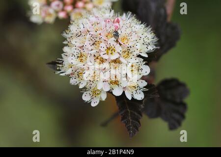 Blooming cultivar ninebark comune (Physocarpus opulifolius 'Summer vino') nel giardino estivo Foto Stock