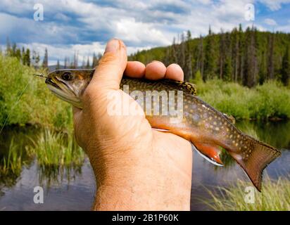 Una trota di ruscello catturata su un corpo di oliva, pertridge soft hackle wet fly, in un laghetto di castori su Elk Creek, Granite County, Montana Foto Stock