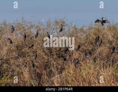 Cormorani comuni, Phalacrocorax carbo, rosting in tamarisco alberi, Parco Nazionale del Delta Nestos e laghi Vistonida-Ismarida, Grecia. Foto Stock