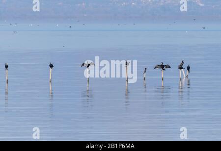 Gruppo di cormorani comuni, Phalacrocorax carbo, e un cormorano Pygmy, Microcarbo pygmeus, arroccato su posti, lago Vistonidas, Grecia. Foto Stock