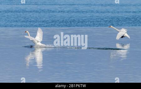 Mute cigni, Cygnus olor, che si atterrano sulla superficie del lago in una soleggiata giornata autunnale. Foto Stock