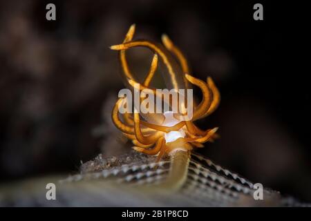 Nudibranch Trinchesia acinosa. Macro fotografia subacquea da Tulamben, Bali, Indonesia Foto Stock